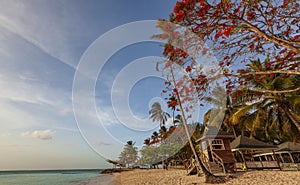 Piccione punto, un caraibico 