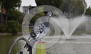 Pigeon pondering life. Dublin, Ireland