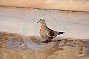 Pigeon in pool