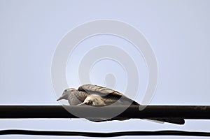 Pigeon portrait