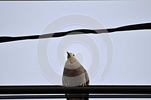 Pigeon portrait