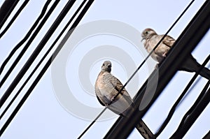 Pigeon portrait