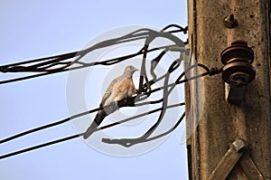 Pigeon portrait