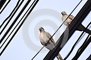 Pigeon portrait