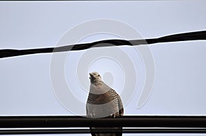 Pigeon portrait