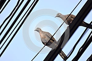 Pigeon portrait