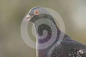 Pigeon portrait