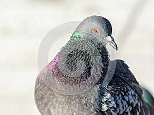 Pigeon Portrait