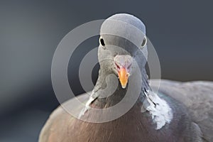 Pigeon portrait, close up
