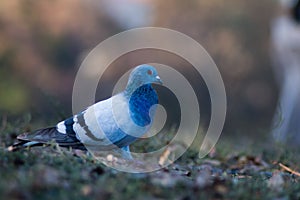 Pigeon portrait