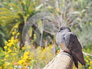 Pigeon portrait. Pigeon posing for a picture.