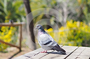 Pigeon portrait. Pigeon standing on a table.