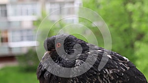 Pigeon portrait, rainy day, pigeon female