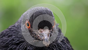 Pigeon portrait, rainy day, pigeon female, eyes in macro
