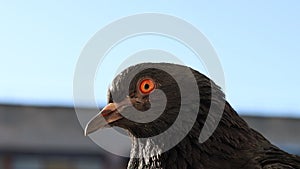 Pigeon portrait, sunny day, pigeon female