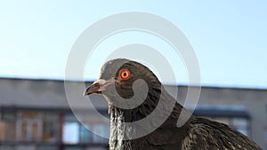 Pigeon portrait, sunny day, pigeon female