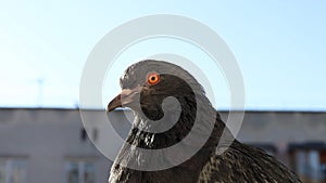 Pigeon portrait, sunny day, pigeon female