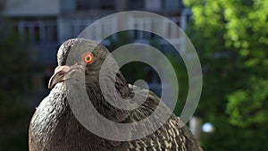 Pigeon portrait, sunny day, pigeon female