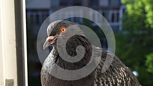 Pigeon portrait, sunny day, pigeon female