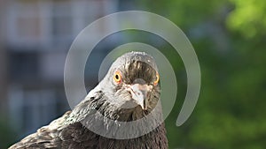 Pigeon portrait, sunny day, pigeon female