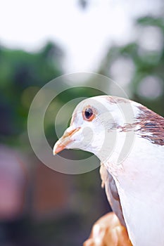 Pigeon posing for a photo. Front view of the face of pigeon face to face with green background.