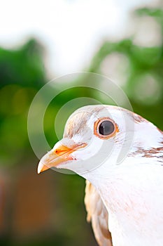 Pigeon posing for a photo. Front view of the face of pigeon face to face with green background.