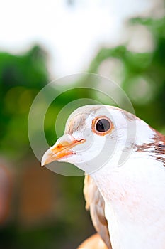 Pigeon posing for a photo. Front view of the face of pigeon face to face with green background.