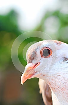 Pigeon posing for a photo. Front view of the face of pigeon face to face with green background.