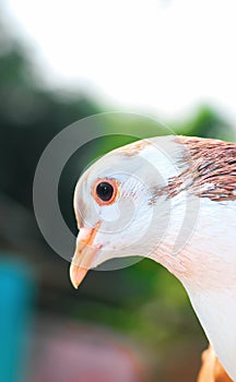 Pigeon posing for a photo. Front view of the face of pigeon face to face with green background.