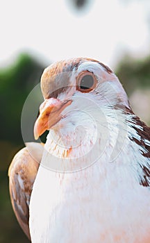 Pigeon posing for a photo. Front view of the face of pigeon face to face with green background.