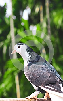 Pigeon posing for a photo. Front view of the face of pigeon face to face with green background.