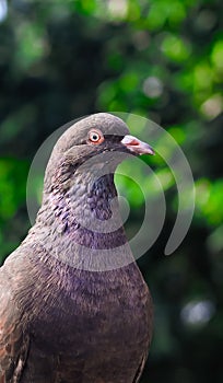 Pigeon posing for a photo. Front view of the face of pigeon face to face with green background.