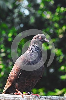 Pigeon posing for a photo. Front view of the face of pigeon face to face with green background.
