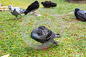A pigeon preen its own feather