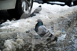 Pigeon in puddle of melted snow in winter.
