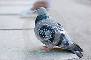 Pigeon in a quiet sedate image