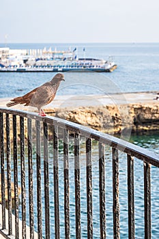 Pigeon On The Railing