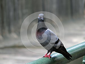 Pigeon on Railing