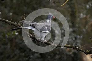 PIGEON RAMIER columba palumbus