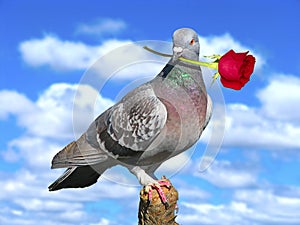 Pigeon with red rose. photo