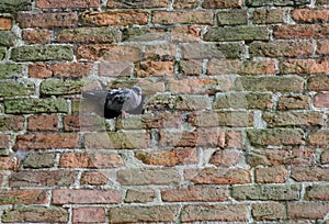 A pigeon relaxing in the brickwork