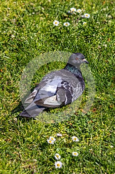 Pigeon Relaxing on the Grass