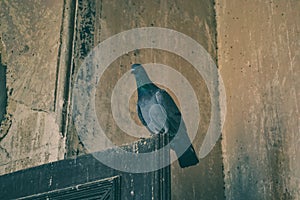 Pigeon Resting on Door