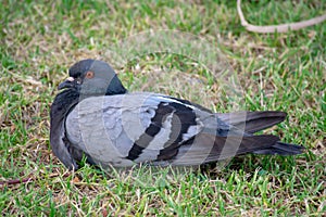 Pigeon resting in the garden of the Genoves park in Cadiz, Andalusia. Spain. photo