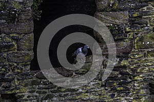 Pigeon resting on medieval masonry