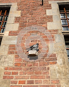 Pigeon rests on old Town Hall in Gdansk, Poland