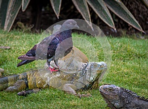 Pigeon riding an iguana - Guayaquil, Ecuador