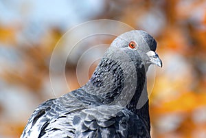 Pigeon