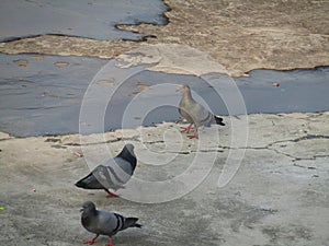 The Pigeon or rock dove or rock pigeon or Columba livia bird in India.