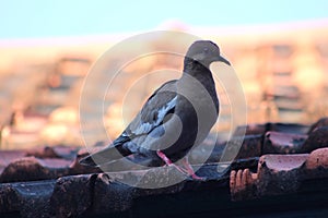 Pigeon